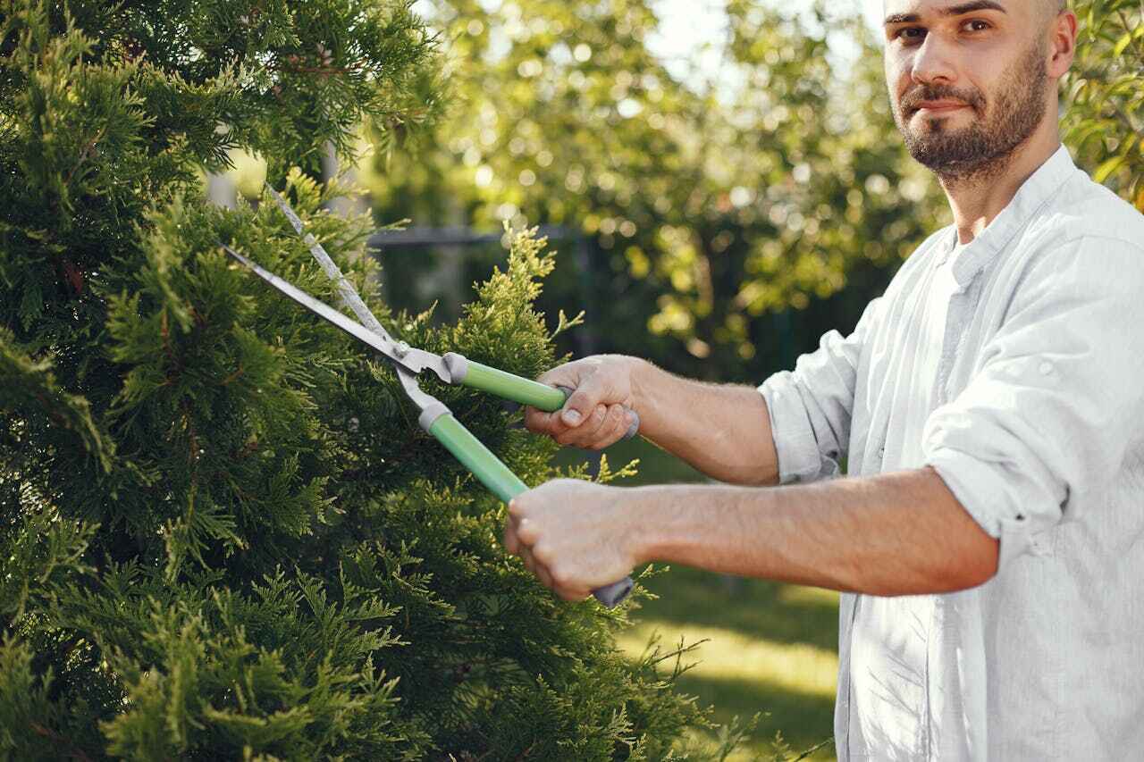 Residential Tree Removal in Monmouth, OR